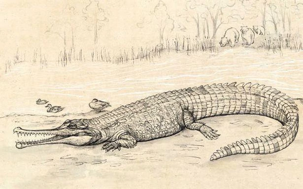 Các nhà nghiên cứu ước tính cá sấu khổng lồ tiền sử có cái đầu dài ít nhất 80cm.