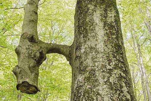 13 bức ảnh hiếm có khó tìm của thiên nhiên mà bạn phải may mắn lắm mới được chiêm ngưỡng