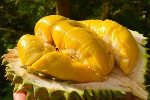 Ăn sầu riêng rất tốt nhưng ăn với thứ này thì "đại kị"