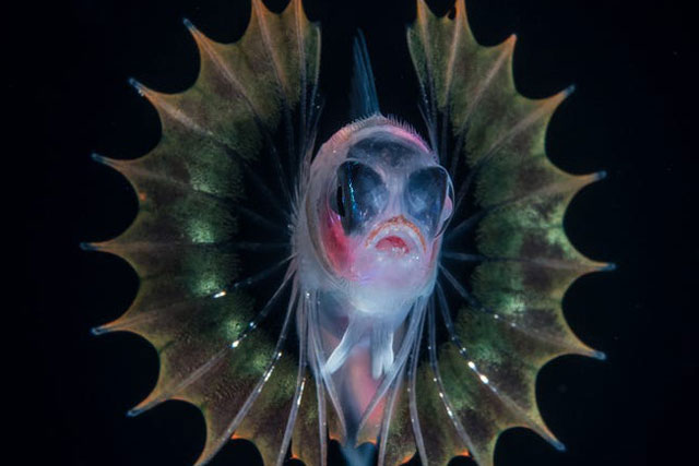 Con ấu trùng nhỏ xíu mà trông như “thủy quái” gớm ghiếc - Đúng là thế giới sinh vật trong lòng đại dương kỳ bí hơn chúng ta tưởng