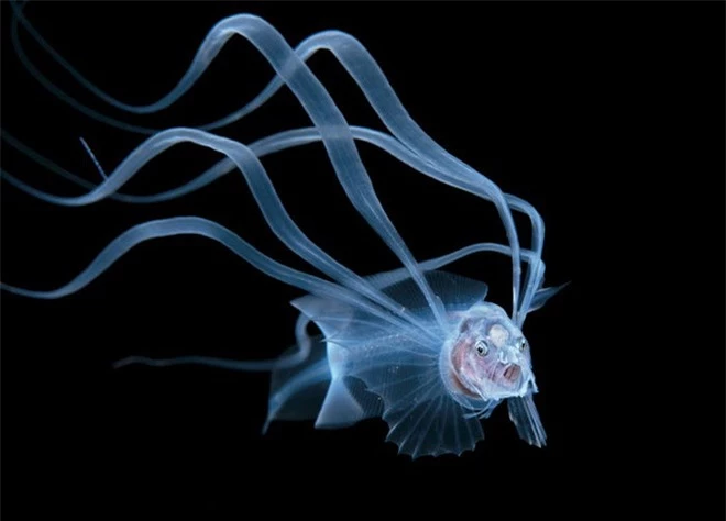 Con ấu trùng nhỏ xíu mà trông như “thủy quái” gớm ghiếc - Đúng là thế giới sinh vật trong lòng đại dương kỳ bí hơn chúng ta tưởng - Ảnh 9.