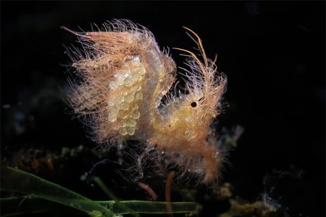 Con ấu trùng nhỏ xíu mà trông như “thủy quái” gớm ghiếc - Đúng là thế giới sinh vật trong lòng đại dương kỳ bí hơn chúng ta tưởng - Ảnh 10.
