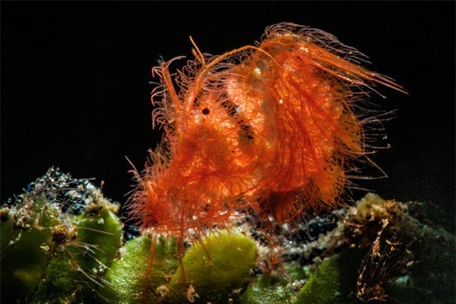 Con ấu trùng nhỏ xíu mà trông như “thủy quái” gớm ghiếc - Đúng là thế giới sinh vật trong lòng đại dương kỳ bí hơn chúng ta tưởng - Ảnh 1.