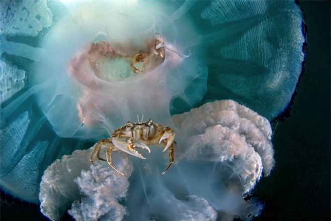 Con ấu trùng nhỏ xíu mà trông như “thủy quái” gớm ghiếc - Đúng là thế giới sinh vật trong lòng đại dương kỳ bí hơn chúng ta tưởng - Ảnh 3.