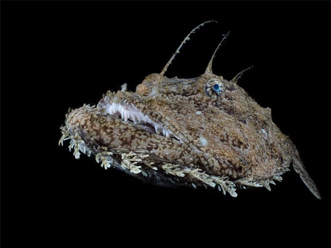 Con ấu trùng nhỏ xíu mà trông như “thủy quái” gớm ghiếc - Đúng là thế giới sinh vật trong lòng đại dương kỳ bí hơn chúng ta tưởng - Ảnh 4.