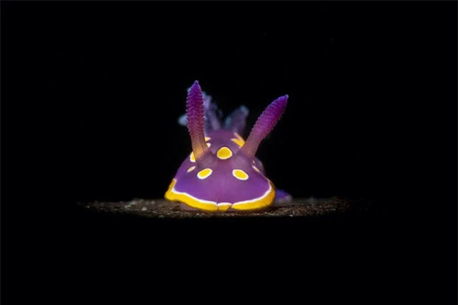 Con ấu trùng nhỏ xíu mà trông như “thủy quái” gớm ghiếc - Đúng là thế giới sinh vật trong lòng đại dương kỳ bí hơn chúng ta tưởng - Ảnh 7.
