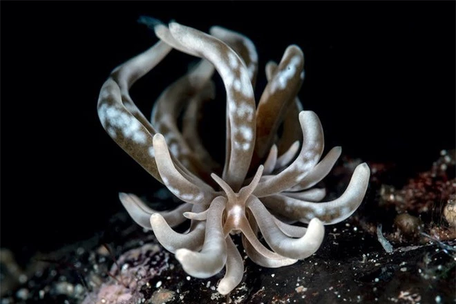 Con ấu trùng nhỏ xíu mà trông như “thủy quái” gớm ghiếc - Đúng là thế giới sinh vật trong lòng đại dương kỳ bí hơn chúng ta tưởng - Ảnh 8.