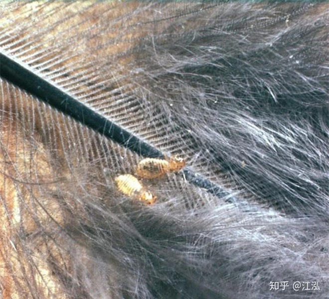 Phát hiện ra loài bọ nguyên thủy dám ăn cả lông của khủng long - Ảnh 9.