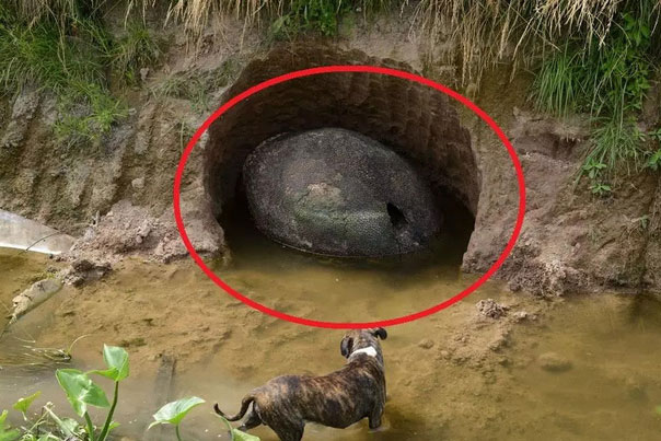 Phát hiện vật thể kỳ dị nằm gọn trong 1 cái hố, nam thanh niên hí hửng tưởng tìm được trứng khủng long nhưng sự thật lại không phải vậy
