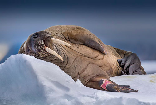 Loạt ảnh về những nơi lạnh nhất thế giới