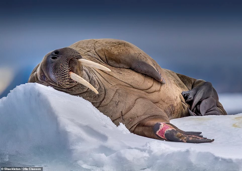 "Capture the Extreme" 2021 là năm thứ hai cuộc thi ảnh về những nơi giá lạnh nhất thế giới được tổ chức. Ban tổ chức cho biết họ đã nhận được khoảng 1.000 bài dự thi với các địa điểm chụp kéo dài từ Scotland đến Nam Cực. Trong ảnh, khoảnh khắc thú vị khi con hải mã đực ngủ trên tảng băng trôi ở Svalbard, Na Uy.