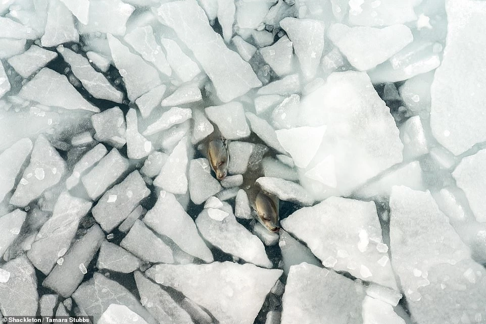 Những con hải cẩu ngủ trưa giữa các tảng băng vỡ.