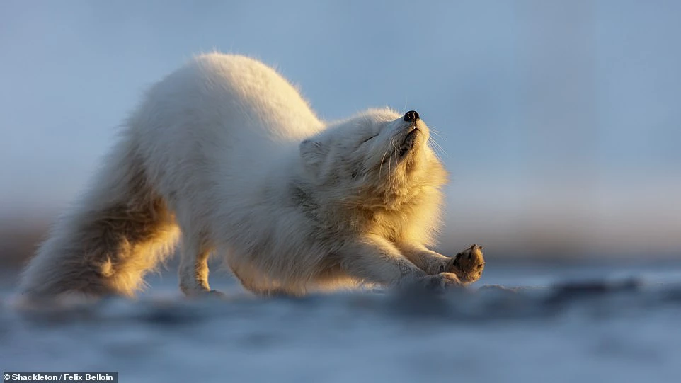 Felix Belloin đã bắt được khoảnh khắc đáng yêu của một con cáo Bắc Cực tại quần đảo Svalbard, Na Uy. Đây là bức ảnh thắng hạng mục động vật hoang dã. "Khoảnh khắc tự nhiên ở nơi thời tiết cực đoan. Những con cáo Bắc Cực này đã phải chống trọi với điều kiện khắc nghiệt ở Svalbard. Tuy nhiên, trong bức ảnh này, nó lại thật thảnh thơi", Belloin nói.