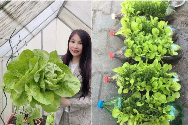 Vườn rau quanh năm tốt tươi với đủ loại rau quả của mẹ Việt