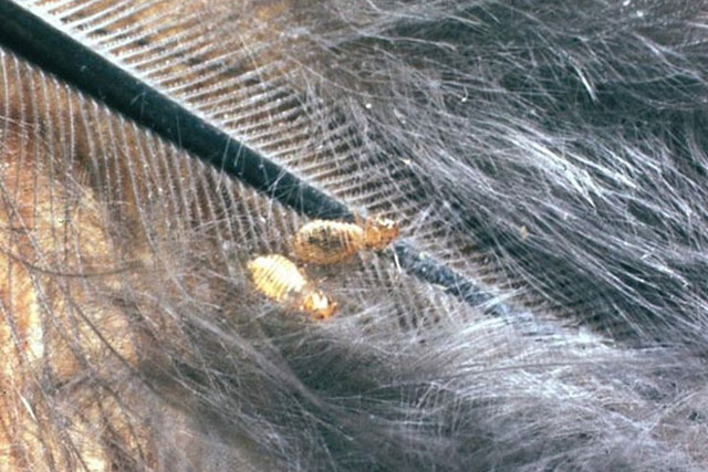 Phát hiện ra loài bọ nguyên thủy dám ăn cả lông của khủng long