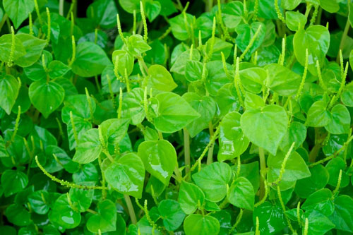 Rau càng cua - “Thần dược” ít người biết