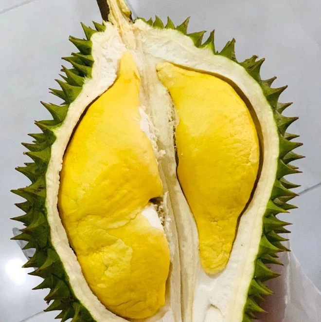 Sầu riêng Ri 6 có xuất xứ từ Vĩnh Long. Tên gọi giống sầu riêng này được đặt theo tên "cha đẻ" của nó là nhân vật ông Sáu Ri. Sầu riêng Ri 6 nức tiếng nhờ cơm vàng, hạt lép, thịt dày, thơm. Đây là giống sầu riêng cao cấp được thực khách khắp nơi ưa chuộng. Ảnh: Sauriengloanngoc. Sầu riêng Ri 6 có xuất xứ từ Vĩnh Long. Tên gọi giống sầu riêng này được đặt theo tên "cha đẻ" của nó là nhân vật ông Sáu Ri. Sầu riêng Ri 6 nức tiếng nhờ cơm vàng, hạt lép, thịt dày, thơm. Đây là giống sầu riêng cao cấp được thực khách khắp nơi ưa chuộng. Ảnh: Sauriengloanngoc.