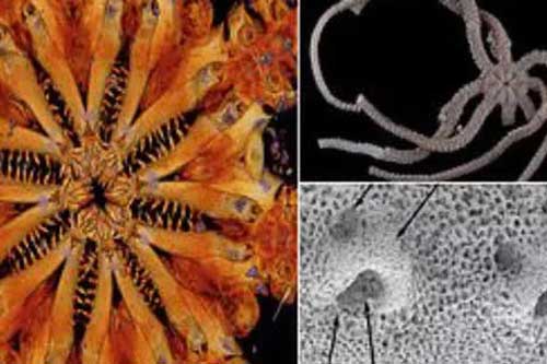 Phát hiện loài "quái vật" kỷ Jura 8 hàm răng, còn sống đến ngày nay