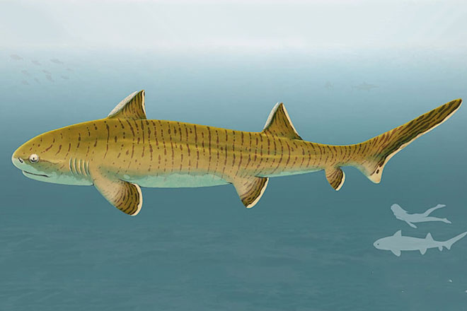 Hóa thạch quý hiếm chưa từng có của loài cá mập 150 triệu năm tuổi