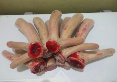 Nhung hươu mang lại nhiều lợi ích cho sức khỏe, tuy nhiên không phải 3 đối tượng sau thì nên cân nhắc trước khi sử dụng