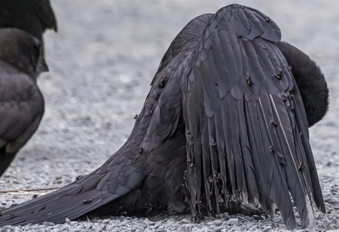 Hành vi 'tắm kiến' kỳ quái của loài quạ