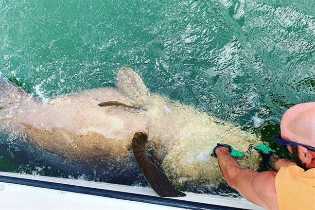 Bắt được cá mú nặng gần 2 tạ siêu quý hiếm