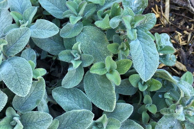 Những loại cây nên trồng vừa làm đẹp nhà vừa tốt cho sức khỏe