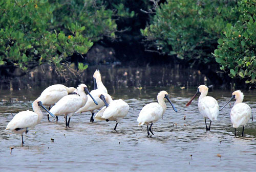 Những vườn chim thanh bình ở Việt Nam