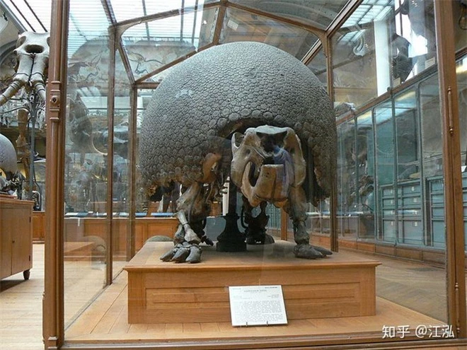 Glyptodon: Lâu đài di động ở Nam Mỹ - Ảnh 3.