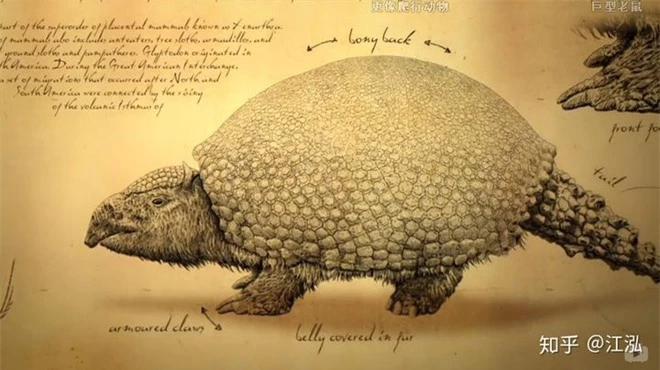 Glyptodon: Lâu đài di động ở Nam Mỹ - Ảnh 4.