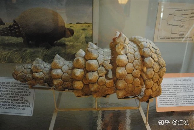 Glyptodon: Lâu đài di động ở Nam Mỹ - Ảnh 7.
