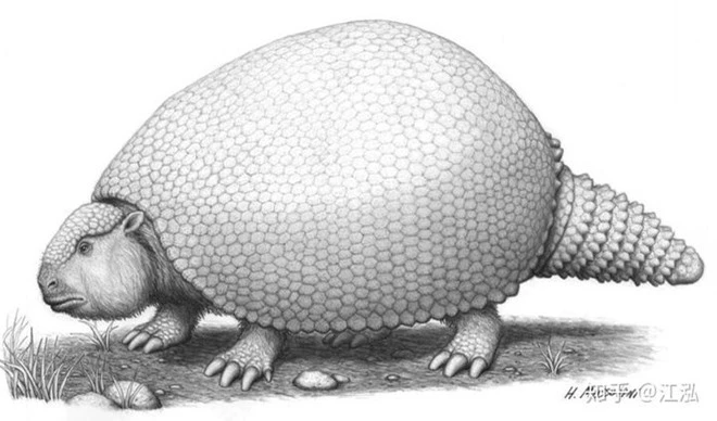 Glyptodon: Lâu đài di động ở Nam Mỹ - Ảnh 8.