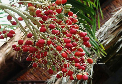 Quả cau, bài thuốc chữa bệnh tiểu đường hiệu quả không phải ai cũng biết