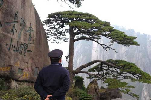 Thực hư về bảo vật hơn 800 tuổi được canh gác ngày đêm: Là một trong 'Ngũ độc' của núi Hoàng Sơn