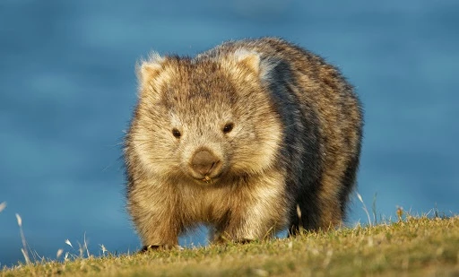 Wombat sống chủ yếu ở các khu vực rừng, núi và đất hoang phía đông nam Australia. Loài này khá dạn người nên du khách cũng như dân bản địa có thể dễ dàng tiếp cận, chơi đùa với chúng. Ảnh: Mentalfloss.