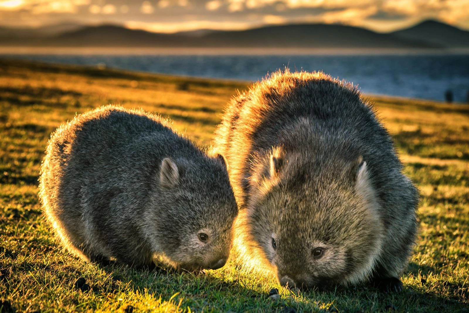 Trong khi đó, vào năm 2018, các nhà nghiên cứu Australia đã nghiên cứu mô học cũng như chụp CT một con wombat còn sống. Họ kết luận những thay đổi về độ dày của cơ, cùng với sự khô đi của phân ở đại tràng, đã khiến phân wombat có hình dạng đặc biệt. Ảnh: Smithsonian.