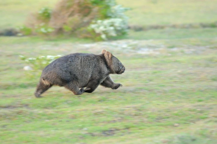 Wombat cũng nổi tiếng với tốc độ. Chúng có thể chạy nhanh tới 40 km/h, tức chỉ kém một chút so với Usain Bolt. Loài này được xem là con vật biểu tượng của Nam Australia. Nó chủ yếu sống trong các hang đất kéo dài hàng chục mét tự đào. Chân của chúng có những móng vuốt cứng, thích hợp cho việc đào bới. Loài này thường hoạt động về đêm, ăn rễ cây và cỏ. Ảnh: BuzzFeed.