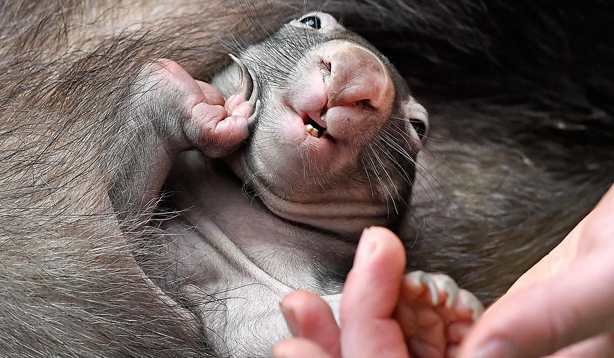 Giống như kangaroo, chúng cũng có túi để con non bên trong. Tuy nhiên, túi của wombat nằm ở gần mông thay vì trước bụng. Wombat con có thể ở trong bụng mẹ đến 8 tháng tuổi. Ảnh: Extra.