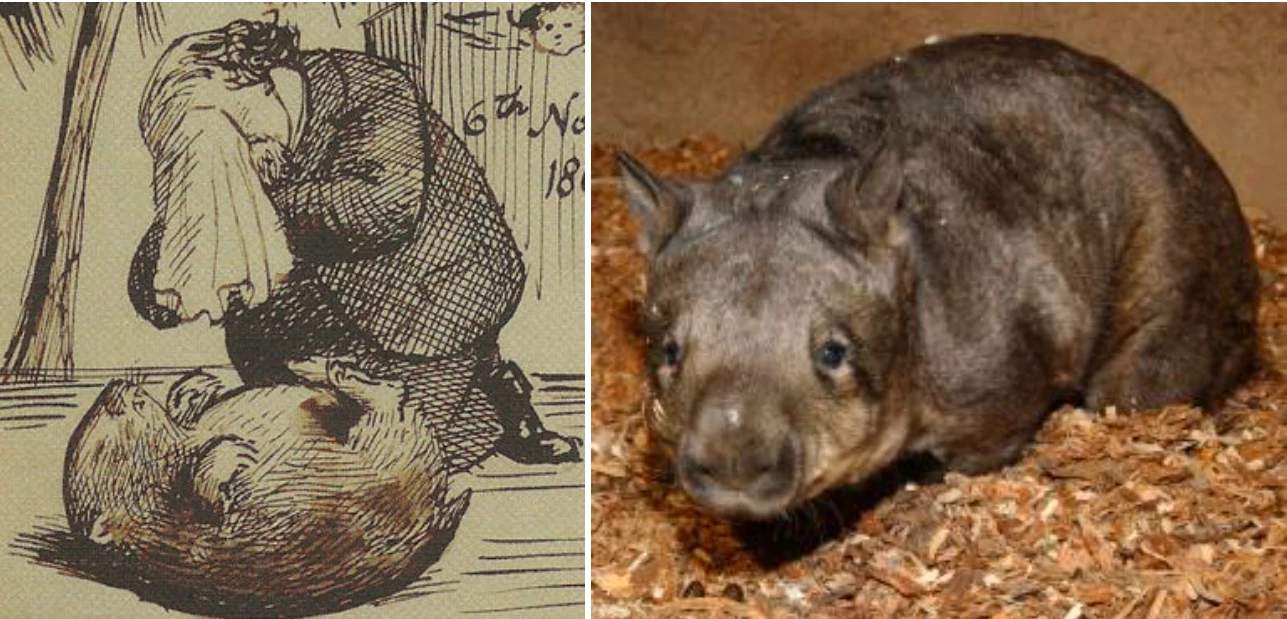 Có nhiều con wombat nổi tiếng trên thế giới. Top (trái) là một trong số đó. Nó là thú cưng của Dante Gabriel Rossetti, một họa sĩ nổi tiếng sống ở London (Anh) vào thế kỷ 19. Caver (phải) là con wombat sống lâu nhất thế giới (6/2/1975-1/10/2009). Nó thuộc nhóm những con wombat đầu tiên sinh ra trong điều kiện nuôi nhốt bên ngoài Australia. Vicky, mẹ của Caver, cũng sống tới hơn 24 tuổi. Ảnh: Wombanian.