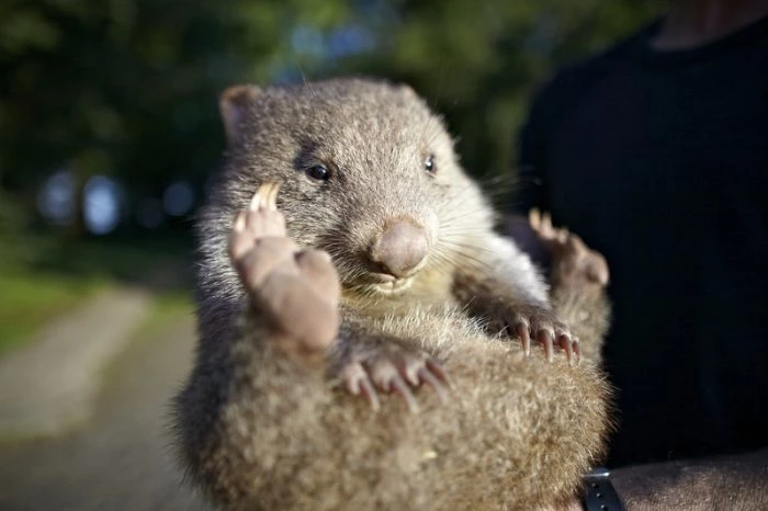 Ngoài ra, ngày 22/10 hàng năm cũng được chọn là ngày Wombat thế giới. Ngày kỷ niệm này chính thức bắt đầu từ năm 2005. Ảnh: Dreamstime.