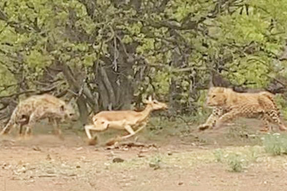 Linh dương mang thai bị báo và linh cẩu chặn: Ai thắng?