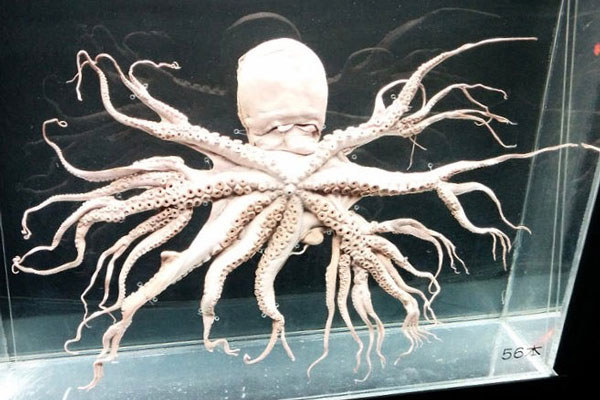 Bắt được con bạch tuộc bước ra từ phim kinh dị với 32 xúc tu, gấp 4 lần đồng loại thông thường