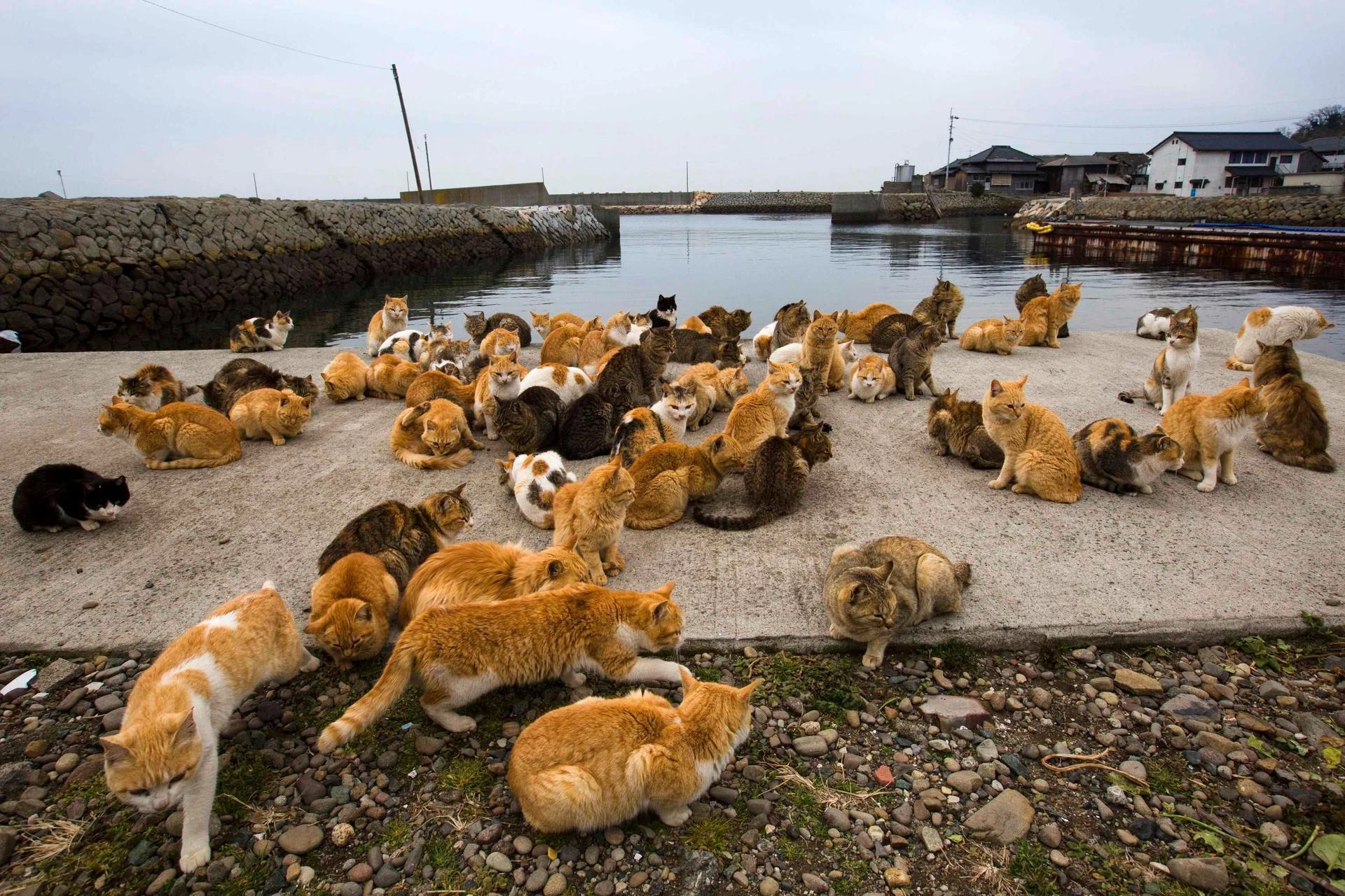 Ngày nay, trên đảo vẫn còn ngôi đền thờ mèo được gọi là Cat Shrine. Ảnh: Unusual Places.