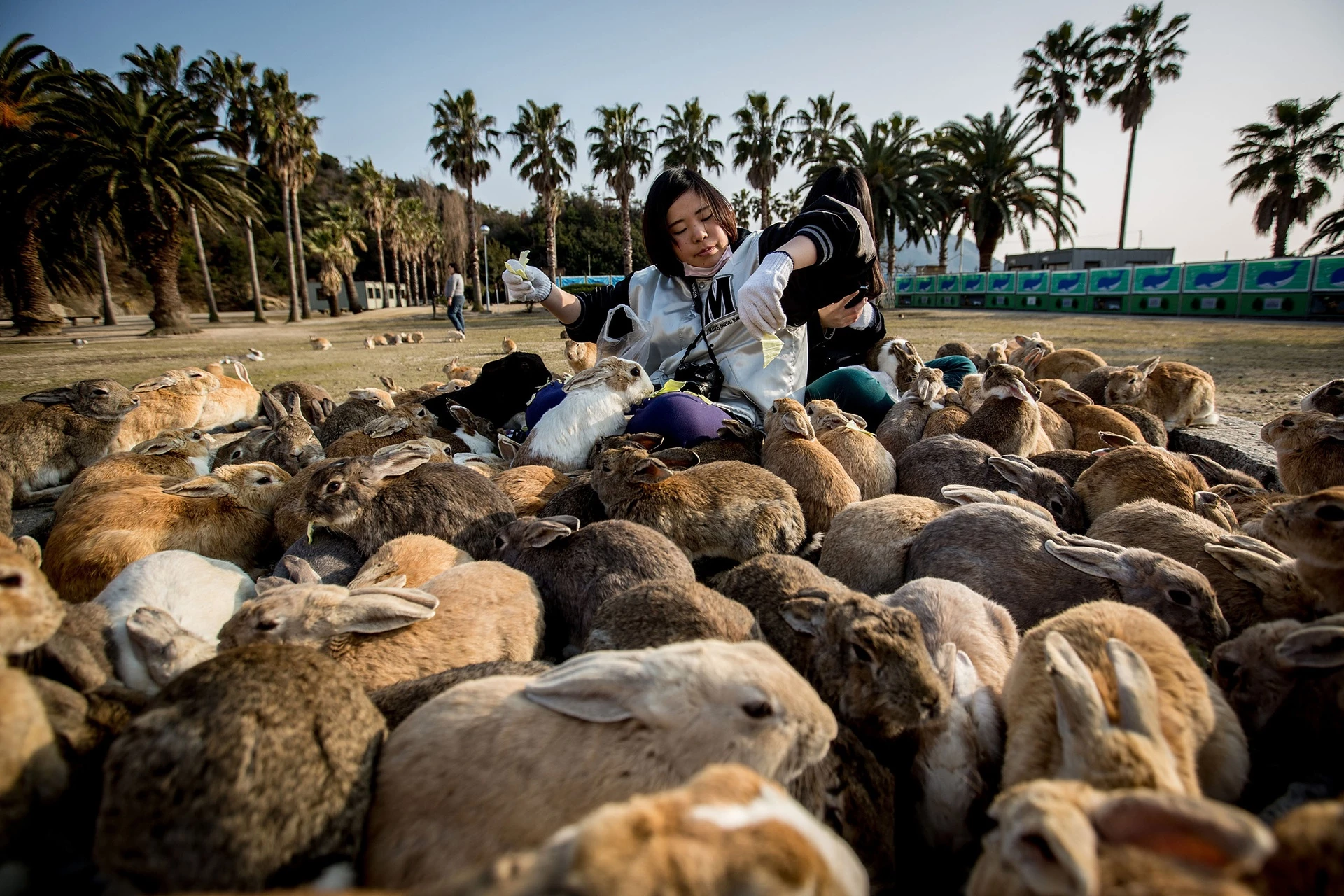 Trên thực tế, số lượng thỏ đông hơn nhiều so với dân số trên đảo. Ảnh: Chris McGrath.