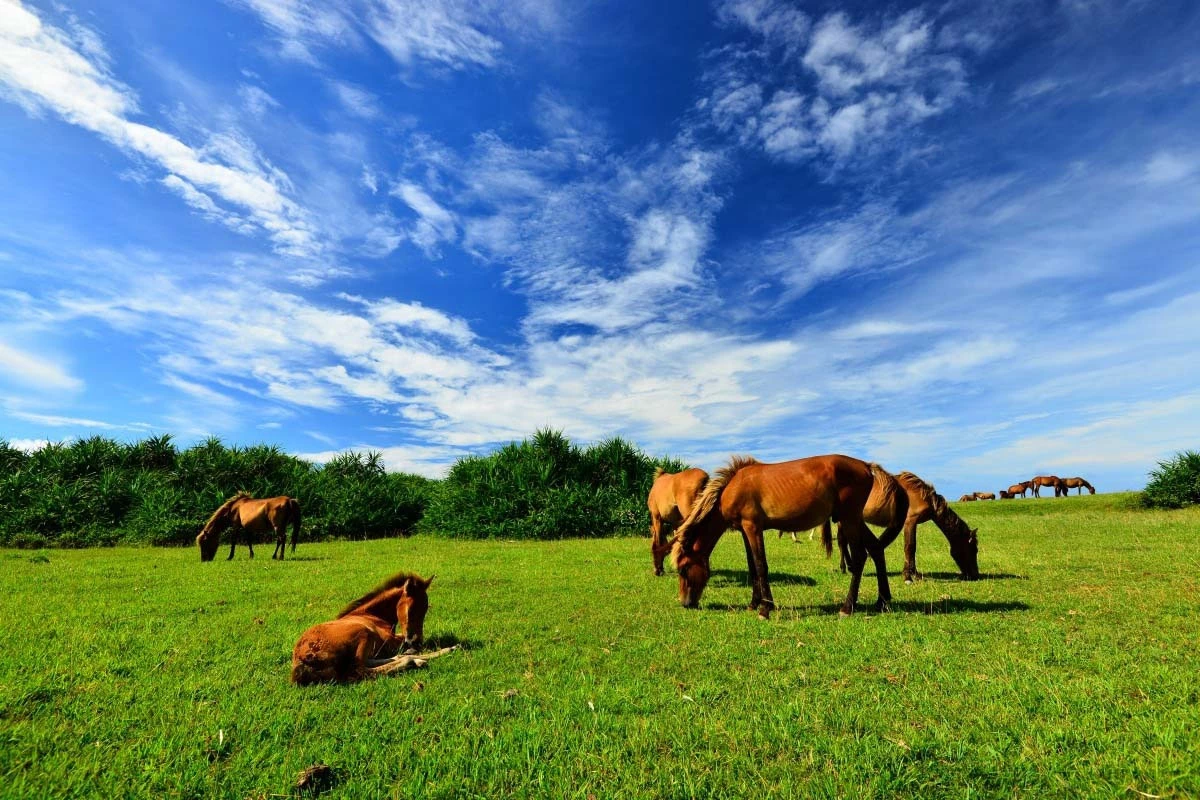 Những con ngựa Yonaguni khá nhỏ, chiều cao trung bình từ 110 đến 120 cm. Ảnh: ZEKKEI Japan.