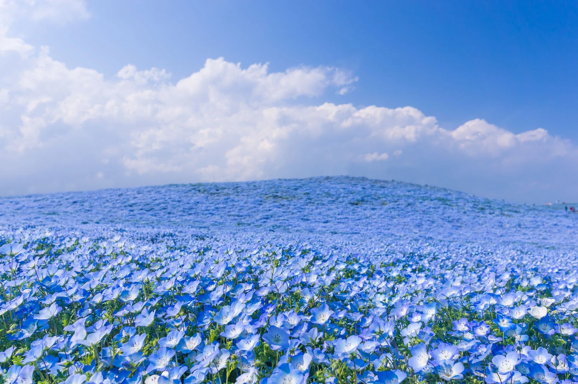 Nằm ở độ cao 58 m so với mực nước biển, nơi cao nhất của công viên, đồi Miharashi rộng 3,5 ha mang đến du khách tầm nhìn toàn cảnh tuyệt đẹp với một màu xanh hòa hợp của sắc hoa và bầu trời. Ảnh: AZURE_TB.