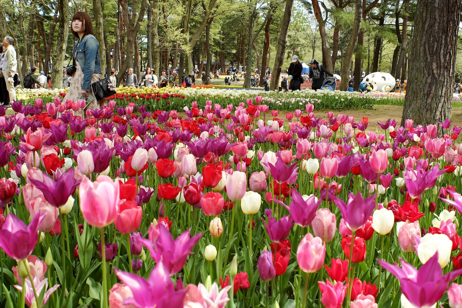 Hoa tulip là một trong những loài hoa mùa đông của công viên Hitachi. Tại đây, người ta trồng 170 loài hoa tulip khác nhau. Ảnh: Ishikawa kazuo.