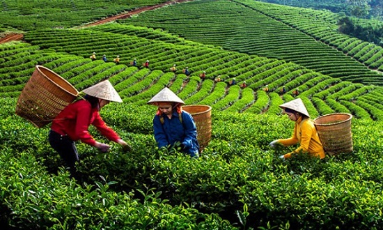 Phấn đấu đến năm 2025, 100% công ty nông, lâm nghiệp kinh doanh có lãi