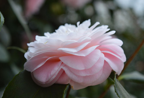 Chiêm ngưỡng loài hoa hiếm nhất thế giới