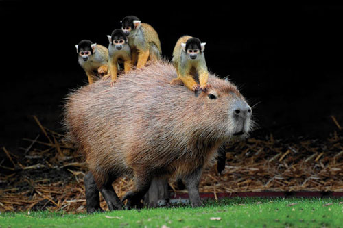 Loài chuột khổng lồ nổi tiếng thân thiện